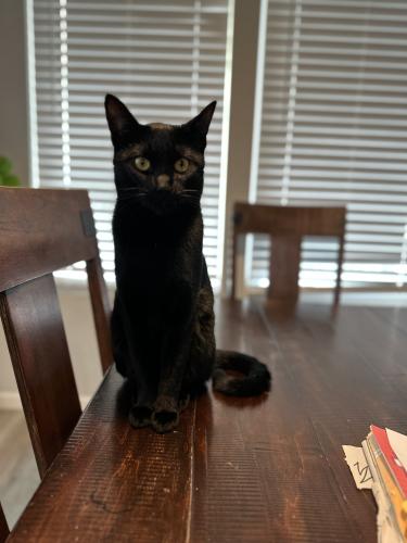 Lost Male Cat last seen Poderío ct , San Diego Country Estates, CA 92065
