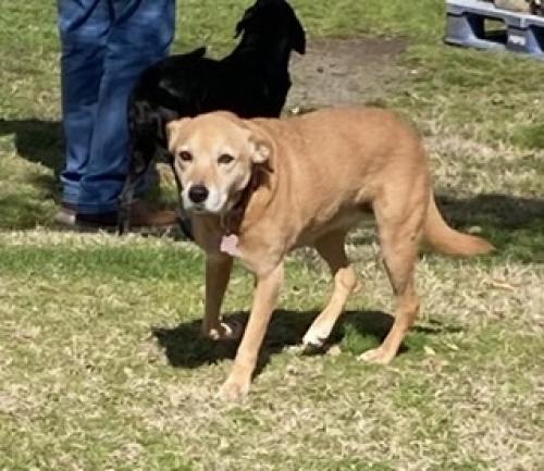 Lost Female Dog last seen W Scenic hill drive and Farvu , North Little Rock, AR 72118