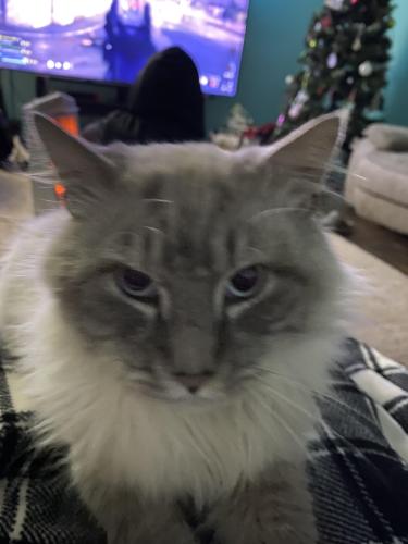 Lost Male Cat last seen Mountain  nc, Mountain Home, NC 28791