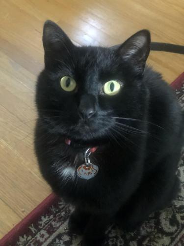 Lost Male Cat last seen Rundlewood Drive and Rundlehorn Drive, Calgary, AB T1Y 2N8