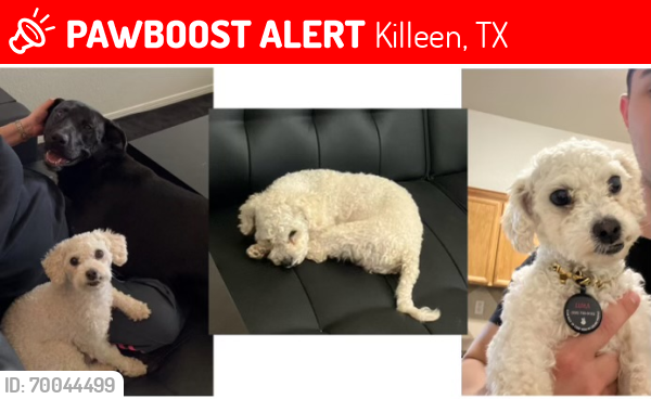 Lost Male Dog last seen W Stan Schlueter loop, Killeen, TX 76549