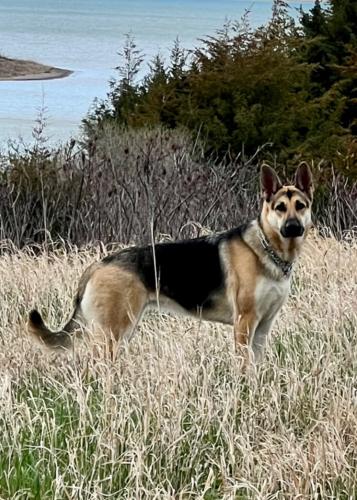 Lost Female Dog last seen Near Fairmont Blvd, Rapid City, SD 57701