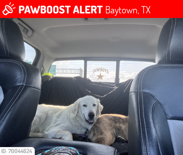 Lost Female Dog last seen Near Kilgore & 99, Baytown, TX 77523