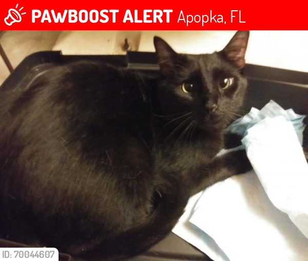 Lost Male Cat last seen Ormond and Abigail, Apopka, FL 32712