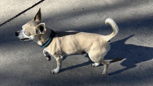 Lost Male Dog last seen She’ll Station by Perkins and Oakdale, Baton Rouge, LA 70810
