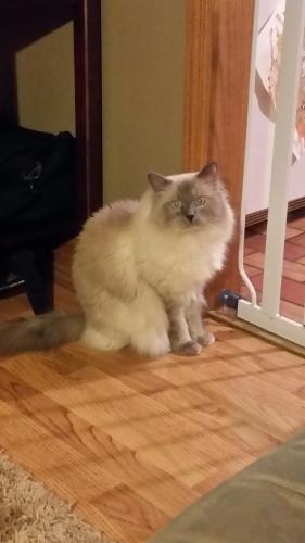 Lost Male Cat last seen Sunset, between 103rd & 104th, Circle Pines, Circle Pines, MN 55014