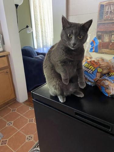 Lost Female Cat last seen Womack Gardens vicinity , Florence, SC 29541