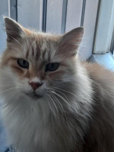 Lost Female Cat last seen Cedar Heights Road, Circleville, OH 43113