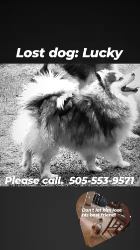 Lost Male Dog last seen Sonoma East where the antenna poles are!, Las Cruces, NM 88011