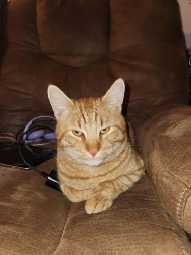 Lost Male Cat last seen Canyon Way , Colfax, CA 95713