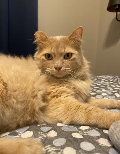 Lost Male Cat last seen William D fitch & rock prairie, College Station, TX 77845