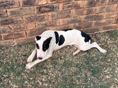 Lost Female Dog last seen Near Meyer Str, Rietfontein,Pretoria , Pretoria, GP 0084