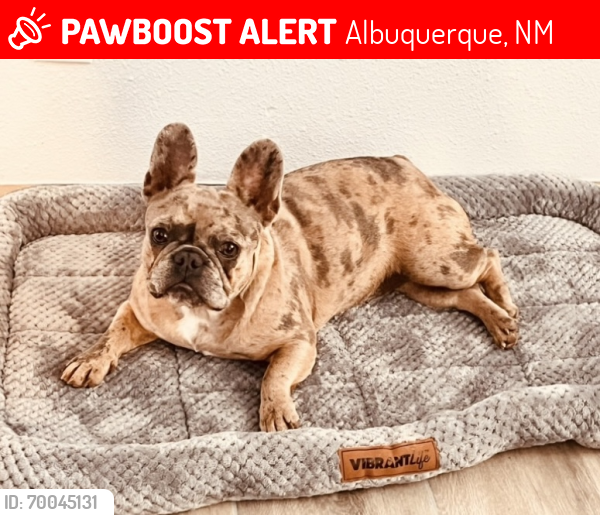 Lost Female Dog last seen Alamosa skate park, Albuquerque, NM 87121
