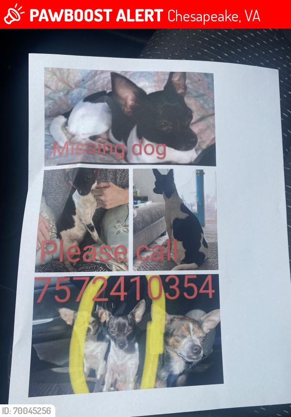 Lost Female Dog last seen Gainsborough , Chesapeake, VA 23320