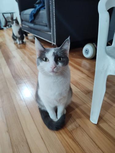 Lost Female Cat last seen hillside and north ave, Northlake, IL 60164