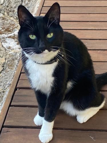 Lost Female Cat last seen Riley road and Parker road, Claremont, WA 6010