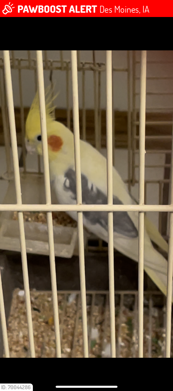 Lost Unknown Bird last seen Easter Lake area, southeast 26th st 50320 Des Moines Iowa, Des Moines, IA 50320