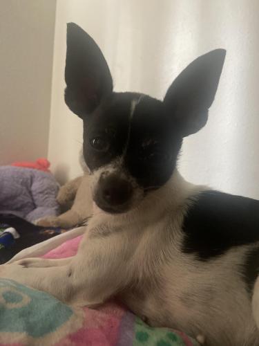 Lost Female Dog last seen Vargas aly , San Antonio, TX 78203