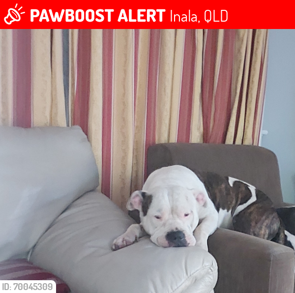 Lost Male Dog last seen Inala, Inala, QLD 4077