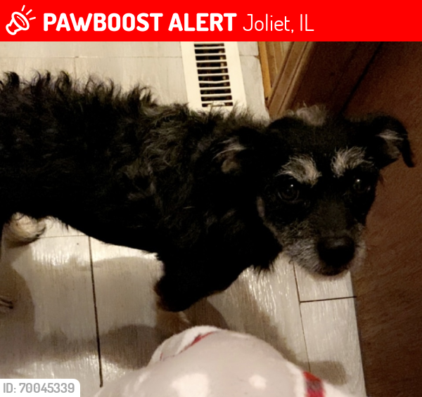 Lost Male Dog last seen West park, Joliet, IL 60436