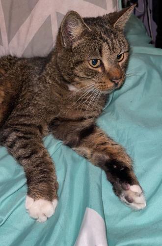 Lost Female Cat last seen Persidio dr/ Cathay rd , New Hanover County, NC 28412