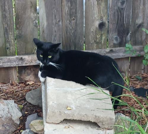 Lost Female Cat last seen Spring Rd SW, Roanoke, VA 24015