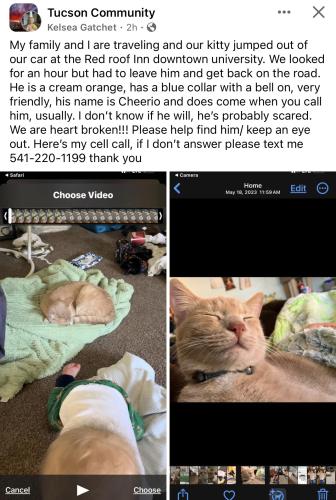 Lost Male Cat last seen Drachman, Tucson, AZ 85705