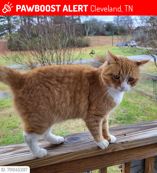 Lost Male Cat last seen Rodney Dr SE, Broomfield, Twin oaks subdivision , Cleveland, TN 37323