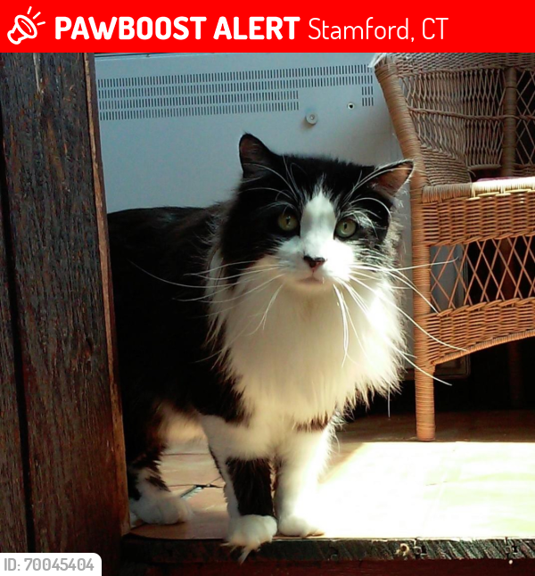 Lost Male Cat last seen Fairfield Ave Stamford , Stamford, CT 06902