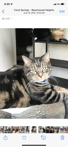 Lost Male Cat last seen 110th Avenue and 43rd Court, Coral Springs, FL 33065