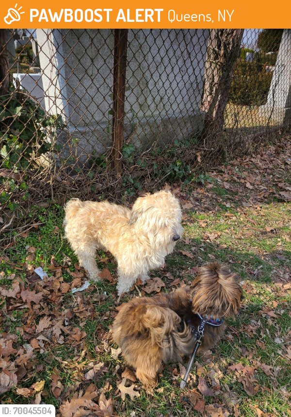 Queens, NY Stray Dog Found Near Near Street and 120th Ave | PawBoost