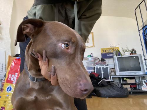 Lost Male Dog last seen Eastmont mall , Oakland, CA 94605