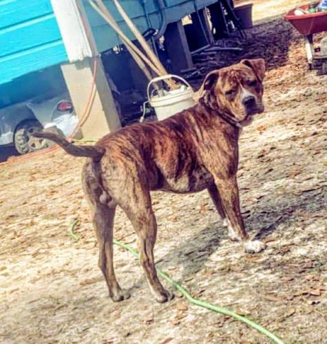Lost Male Dog last seen Miccosukee rd and moccasin gap rd, Leon County, FL 32309