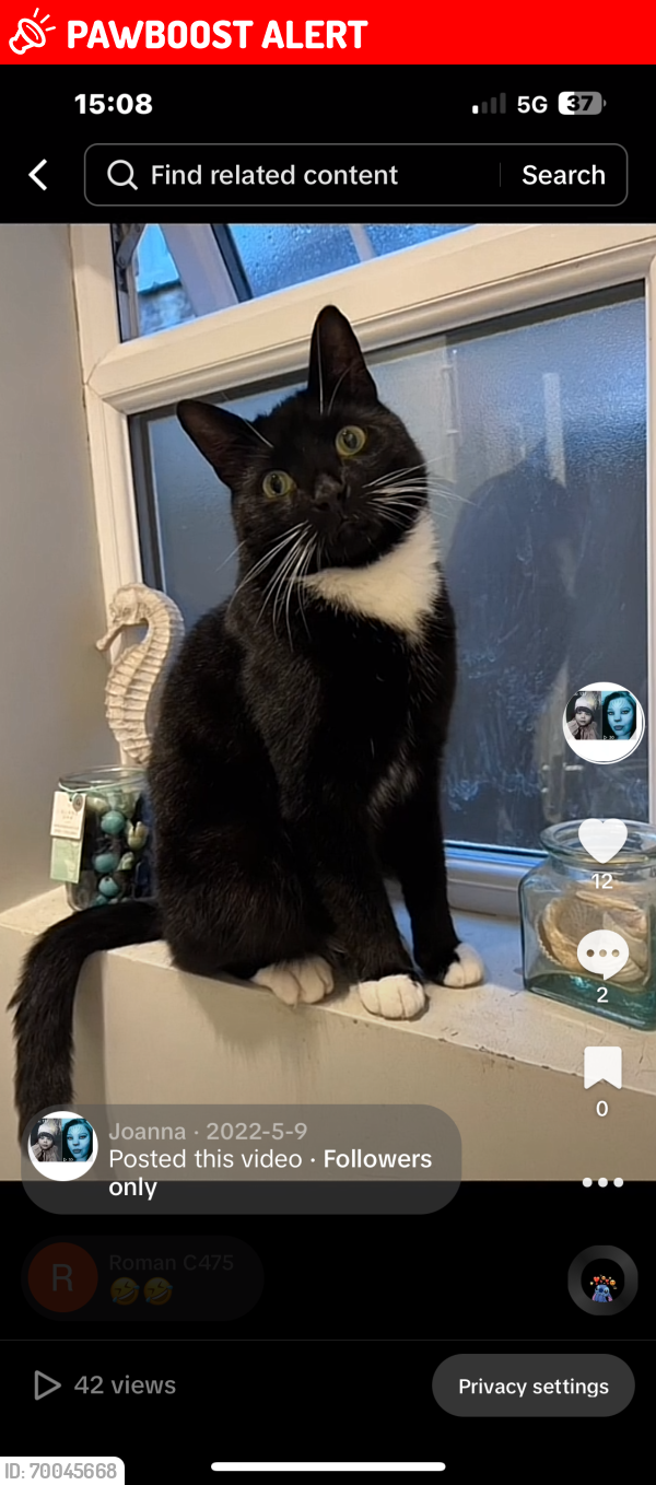 Lost Male Cat last seen Acton Lane , Green Hill Park Harlesden, Greater London, England NW10 8TU