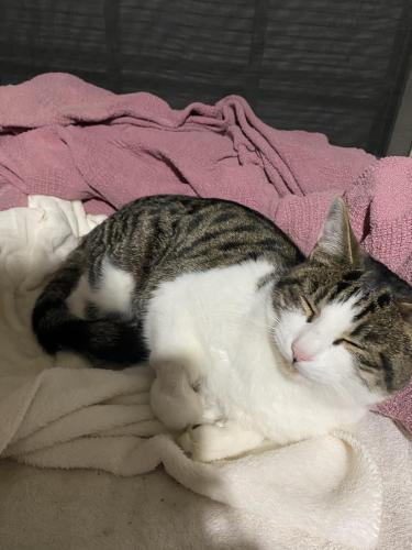 Lost Female Cat last seen Kittens/knine vet clinic 4300phionex ave ft smith ar, Fort Smith, AR 72902
