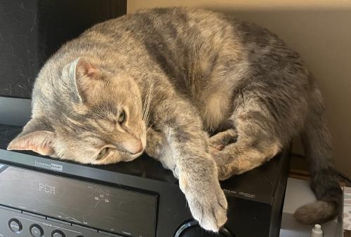 Lost Female Cat last seen Probably in the area between Weeping Willow Way and Knights Bridge/Gunn Rd, behind Holiday Inn Express, Warner Robins, GA 31093