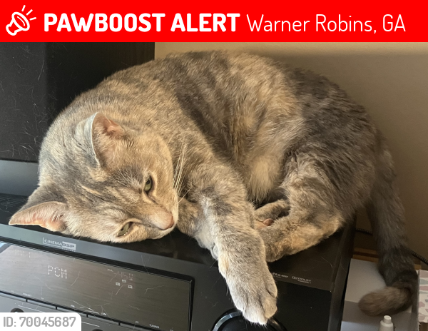 Lost Female Cat last seen Probably in the area between Weeping Willow Way and Knights Bridge/Gunn Rd, behind Holiday Inn Express, Warner Robins, GA 31093