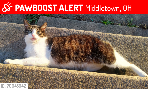 Lost Male Cat last seen N sutphine / north ave, Middletown, OH 45044