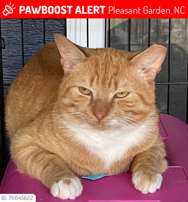 Lost Female Cat last seen E. Sheraton Park Rd and Lancelot Dr, Pleasant Garden, NC 27406