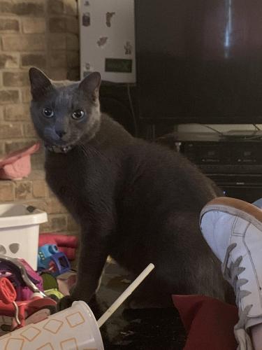 Lost Male Cat last seen Longstreet , Willis, TX 77318