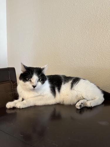 Lost Male Cat last seen Lenox dr and Nobel dr , San Diego, CA 92122