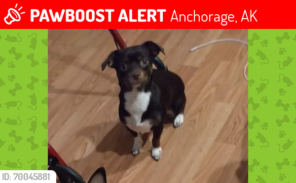 Lost Female Dog last seen Near Seward highway Anchorage Ak 99503, Anchorage, AK 99501