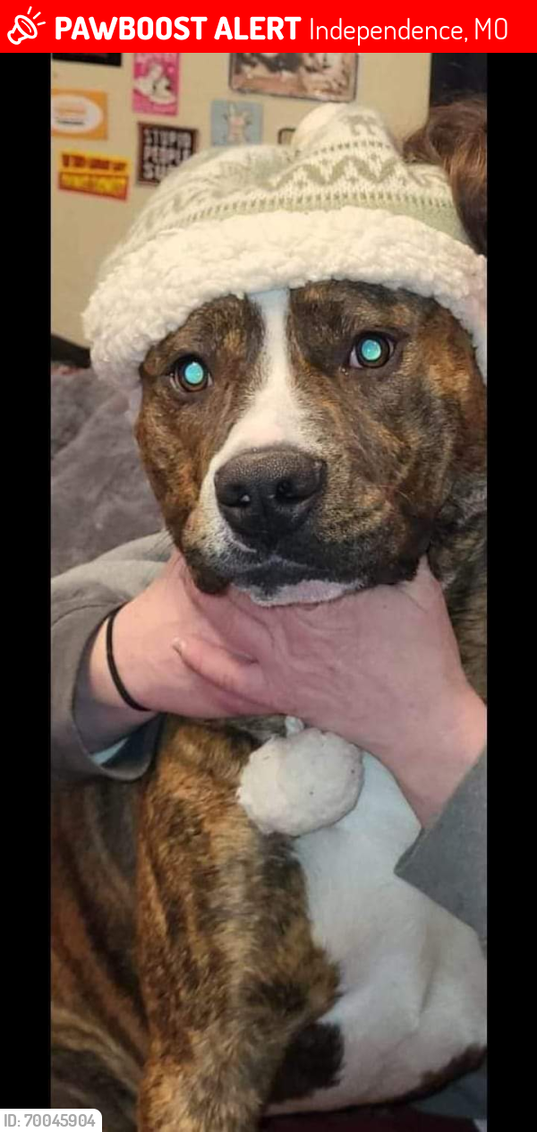 Lost Male Dog last seen Near hwy...Blue ridge Blvd., Independence, MO 64053