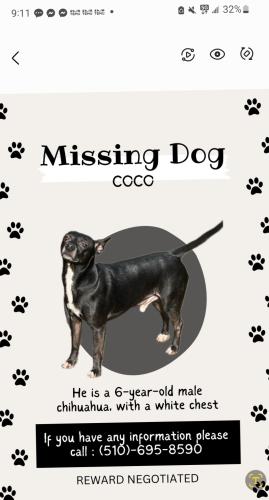 Lost Male Dog last seen Near internasional oakland  ca 94621, Oakland, CA 94606