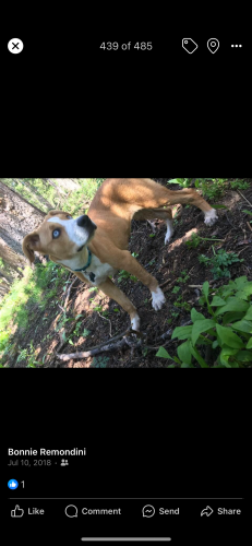 Lost Female Dog last seen Near e 6 th street , Loveland, CO 80537