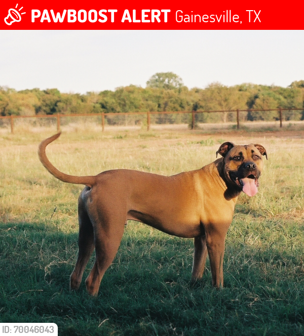 Lost Male Dog last seen Gainesville , Gainesville, TX 76240