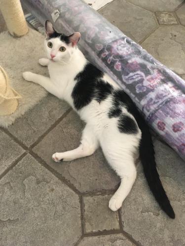 Lost Male Cat last seen Calloway and Laurel Park are , Bakersfield, CA 93312