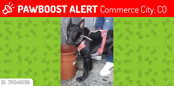 Lost Male Dog last seen 80th and Brighton, Commerce City, CO 80022