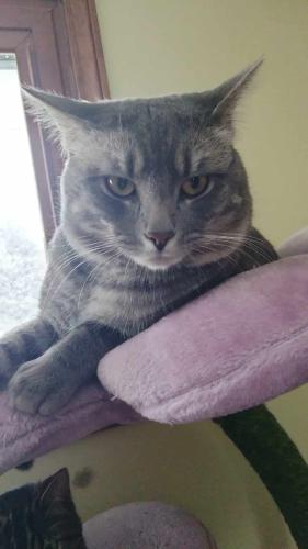 Lost Male Cat last seen at house, was gone sunday morning , Omaha, NE 68106
