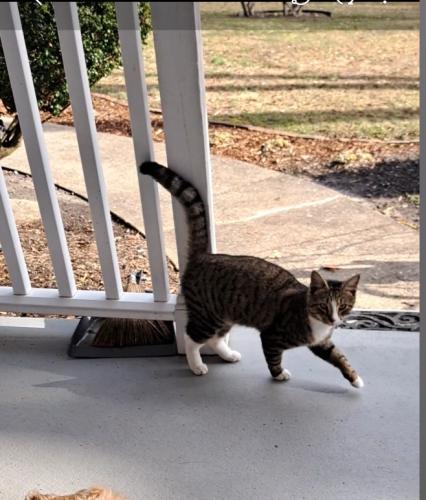 Lost Male Cat last seen Steinway and Beulah , Alexandria, VA 22315